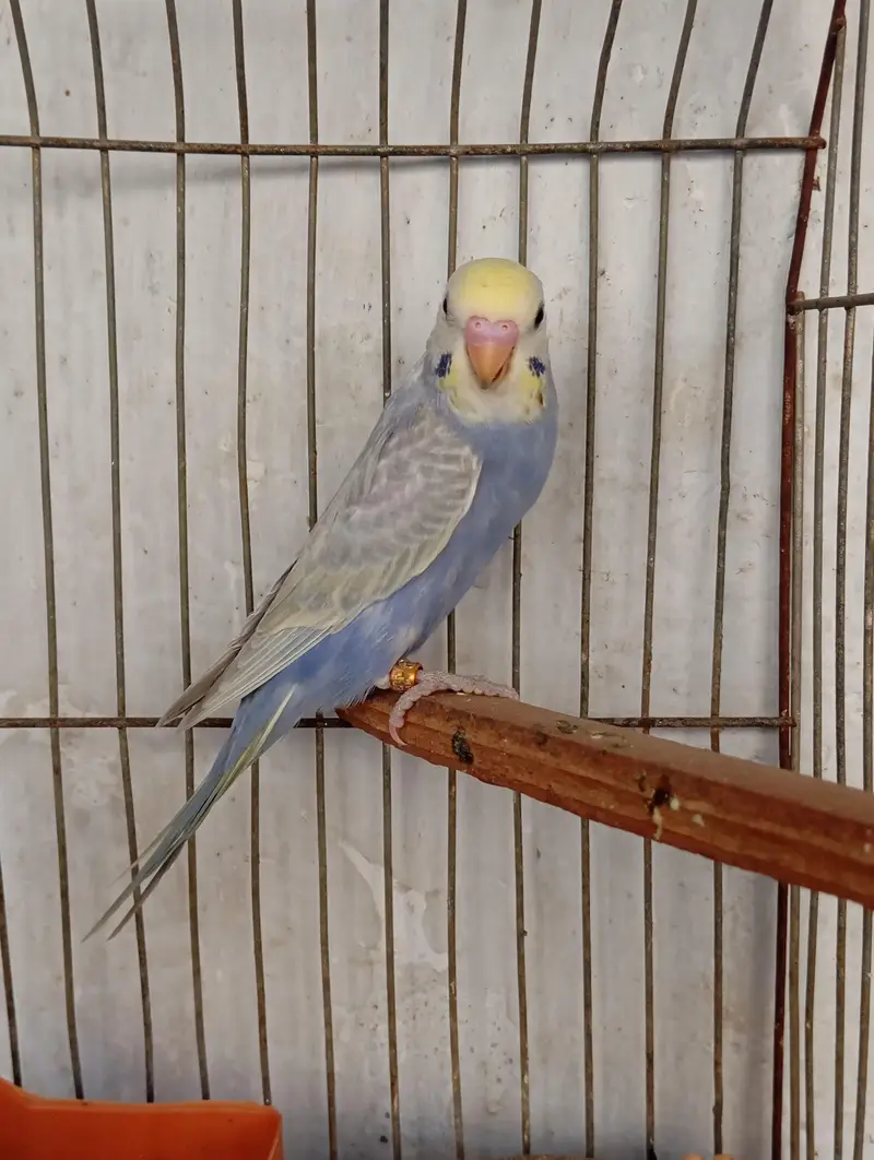 rainbow budgies — photo 8