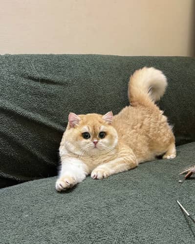 BRITISH SHORTHAIR | SCOTTISH FOLD | MAINE COON | MUNCHKIN | BENGAL