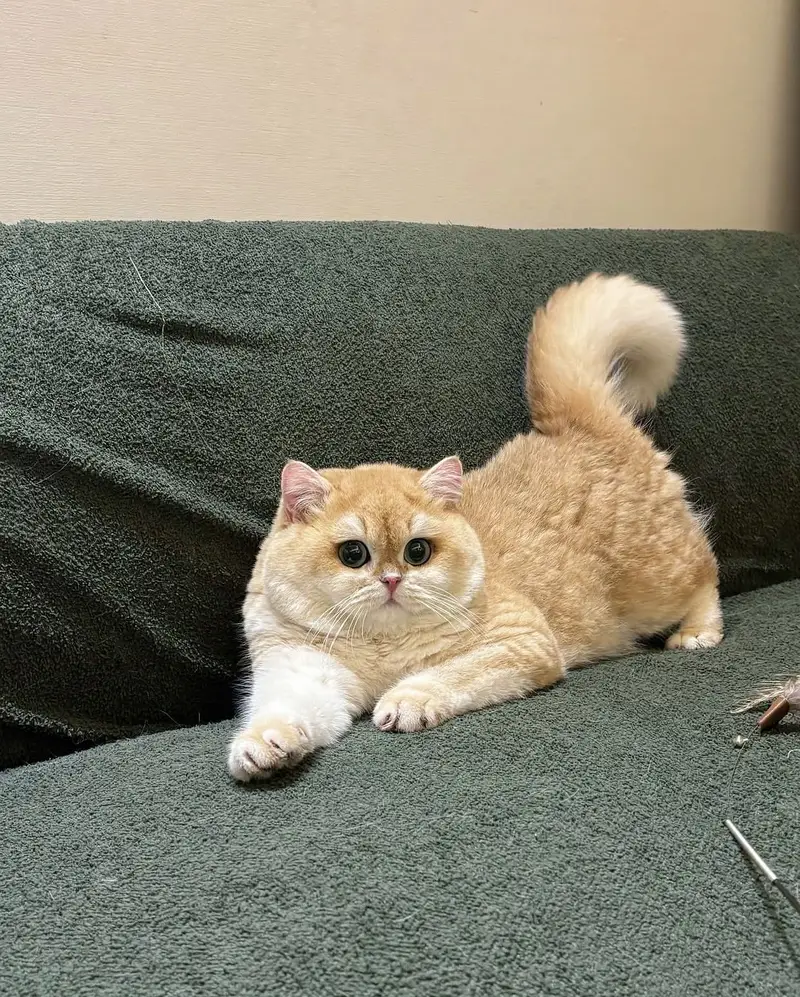 BRITISH SHORTHAIR | SCOTTISH FOLD | MAINE COON | MUNCHKIN | BENGAL