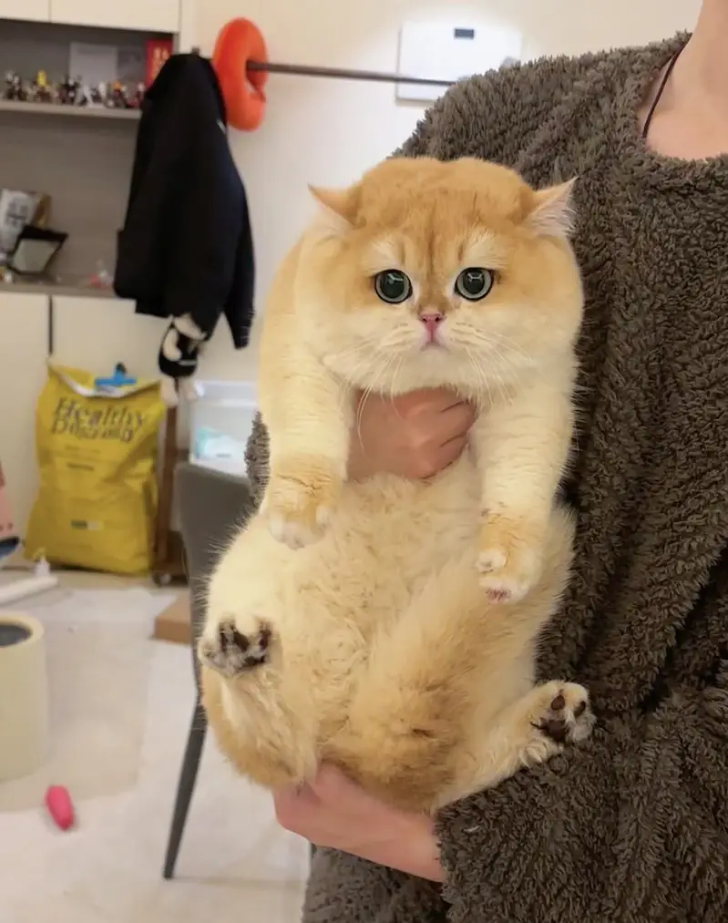 BRITISH SHORTHAIR | SCOTTISH FOLD | MAINE COON | MUNCHKIN | BENGAL — photo 4