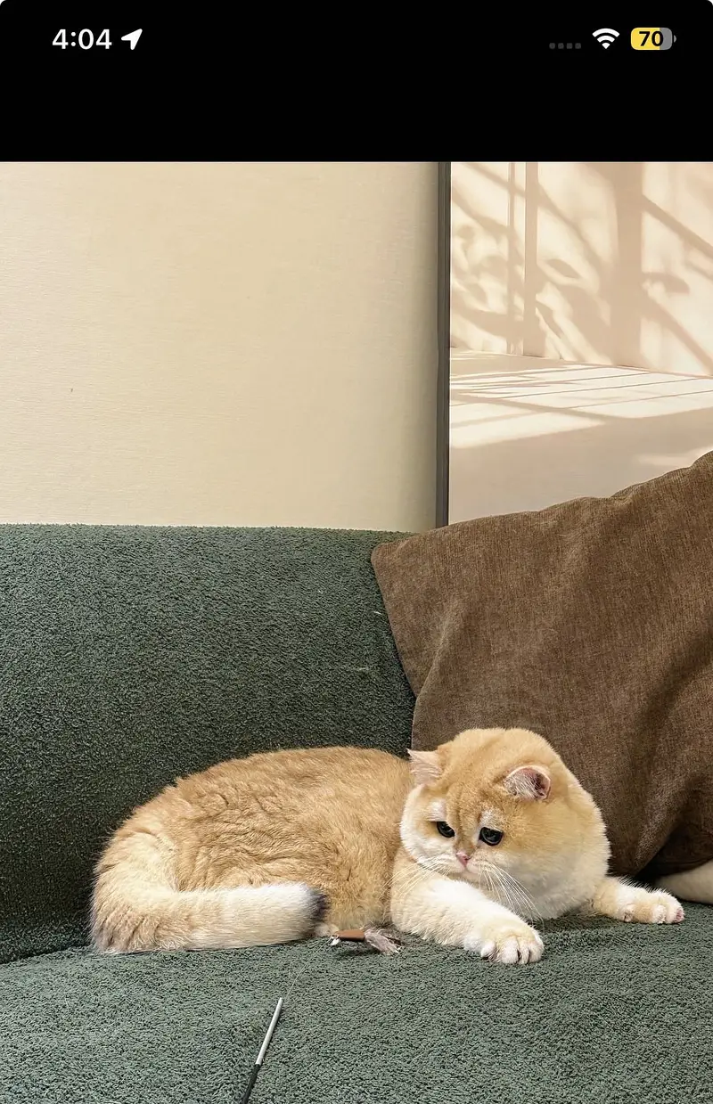 BRITISH SHORTHAIR | SCOTTISH FOLD | MAINE COON | MUNCHKIN | BENGAL — photo 5