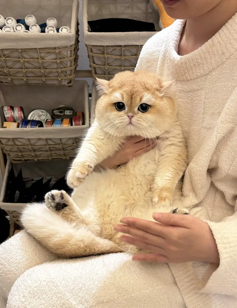 BRITISH SHORTHAIR | SCOTTISH FOLD | MAINE COON | MUNCHKIN | BENGAL — photo 6