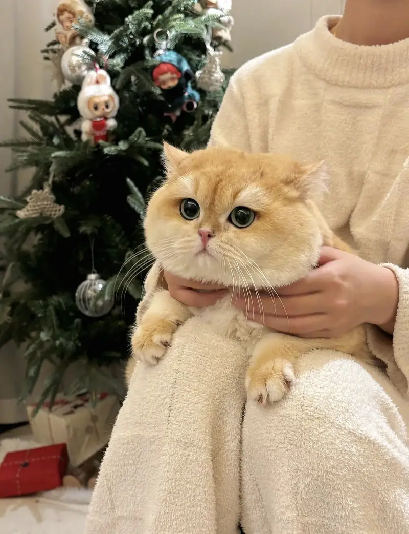 BRITISH SHORTHAIR | SCOTTISH FOLD | MAINE COON | MUNCHKIN | BENGAL — photo 7