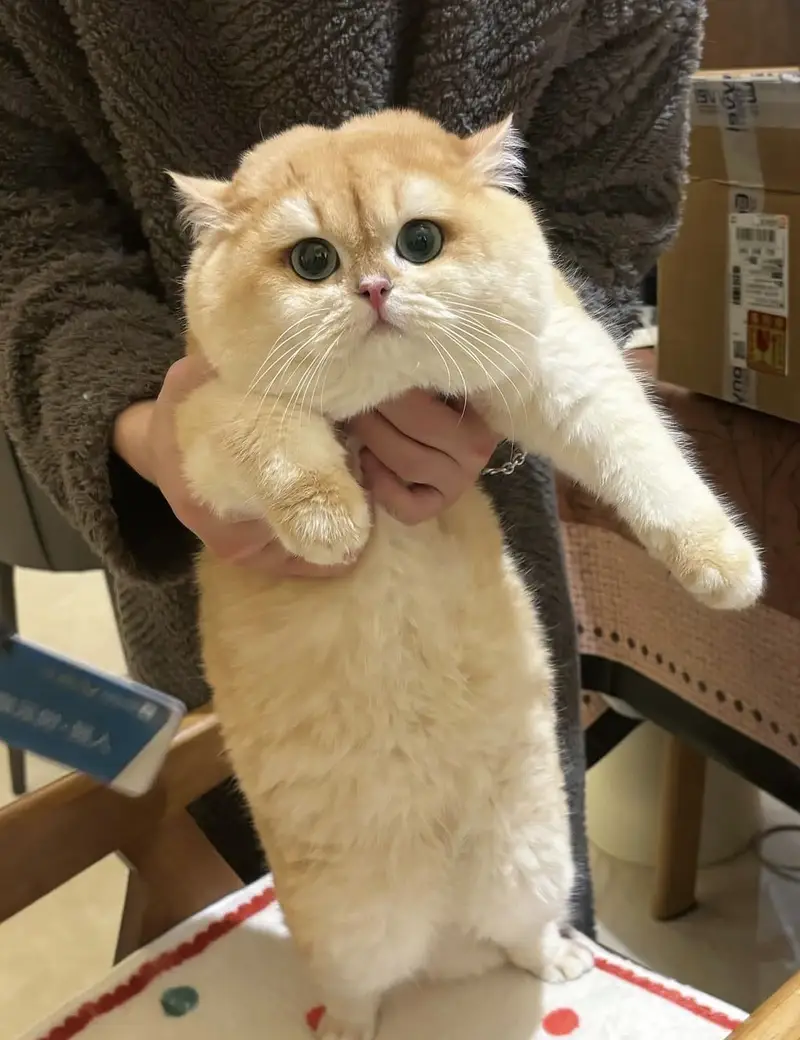 BRITISH SHORTHAIR | SCOTTISH FOLD | MAINE COON | MUNCHKIN | BENGAL — photo 8