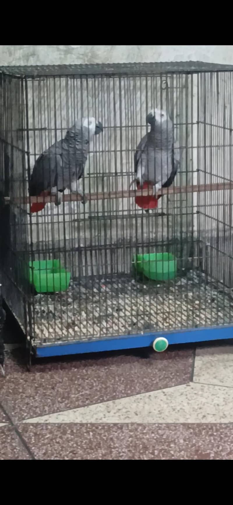 pair avail 1