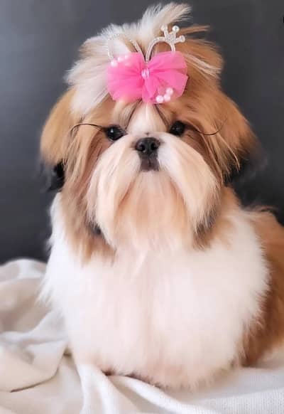 Shihtzu Dog | | Shihtzu puppy