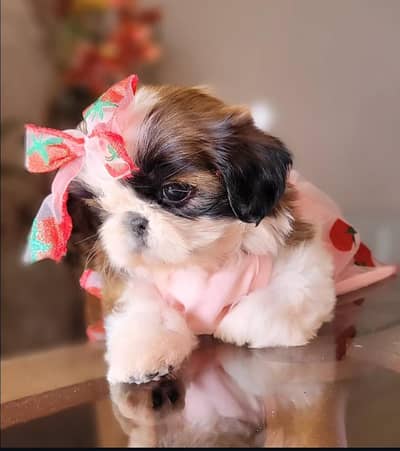 Shihtzu Dog | | Shihtzu puppy