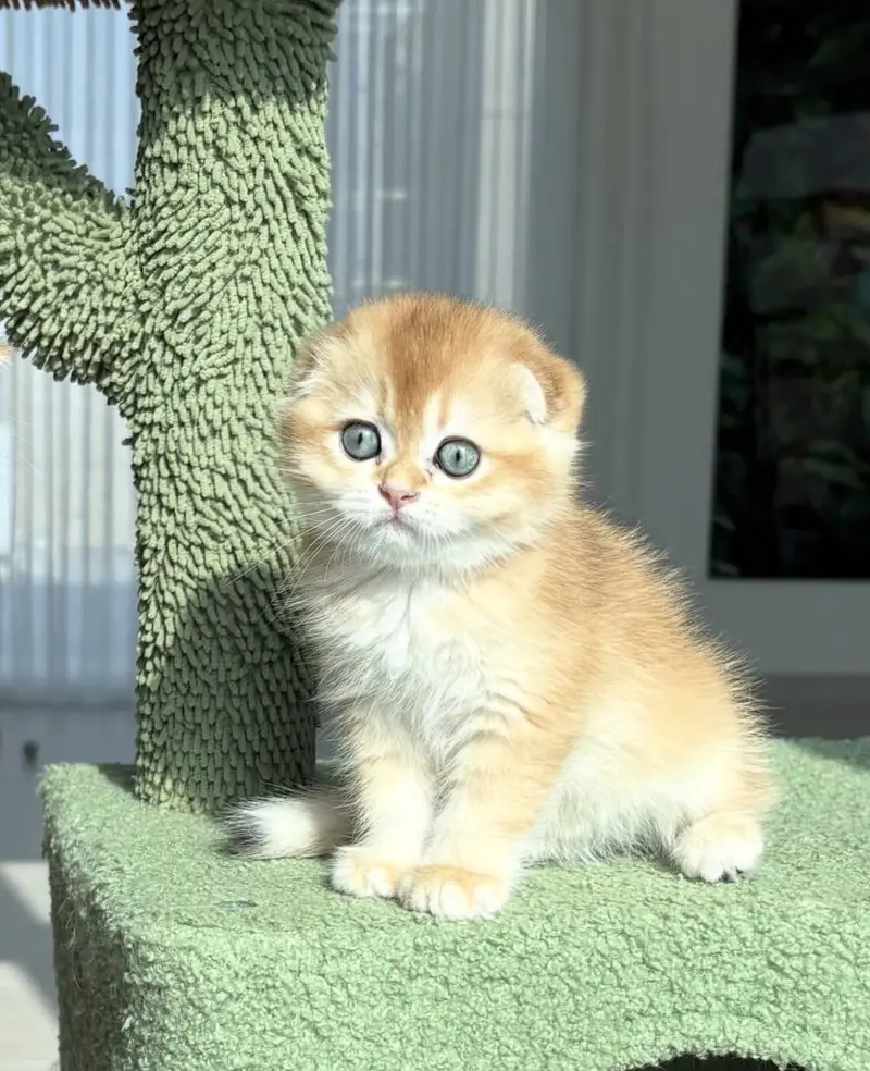 Imported Scottish Fold Cats & Kittens Available — photo 2