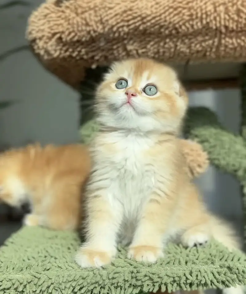 Imported Scottish Fold Cats & Kittens Available — photo 3