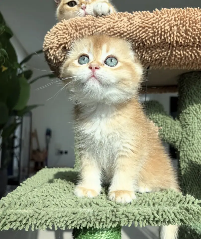 Imported Scottish Fold Cats & Kittens Available — photo 4
