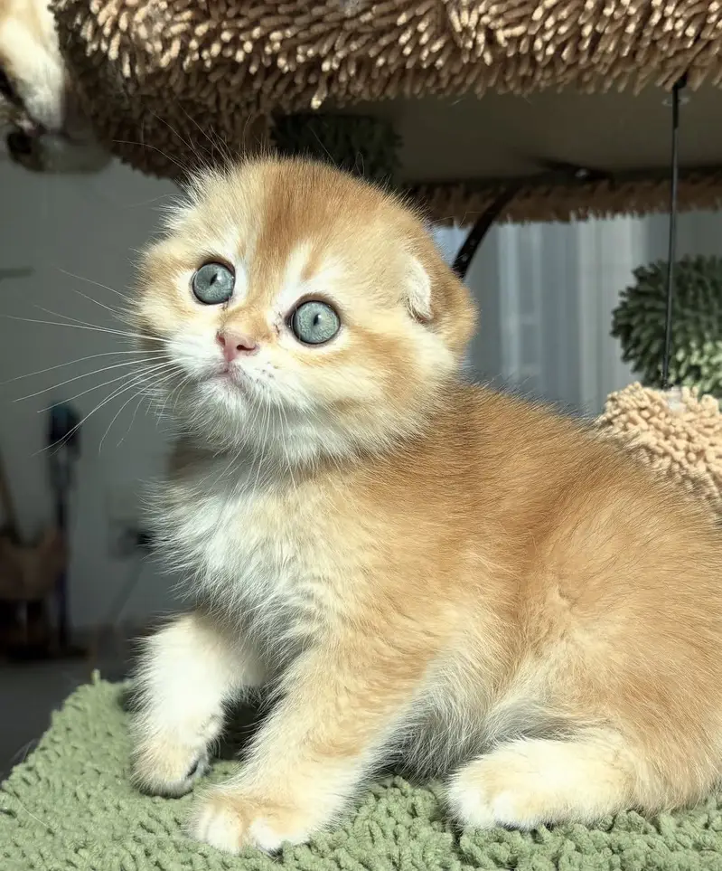 Imported Scottish Fold Cats & Kittens Available