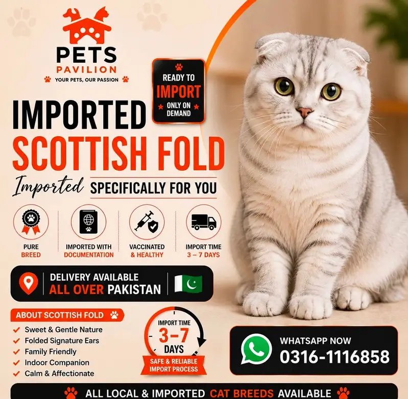Imported Scottish Fold Cats & Kittens Available — photo 5