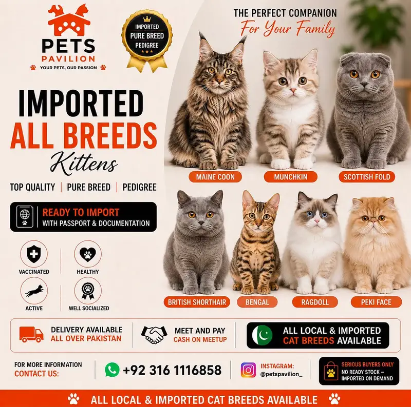 Imported Scottish Fold Cats & Kittens Available — photo 6