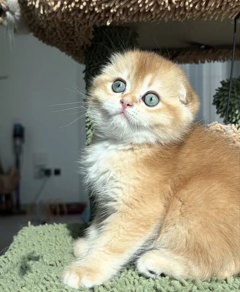Imported Scottish Fold Cats & Kittens Available — photo 7