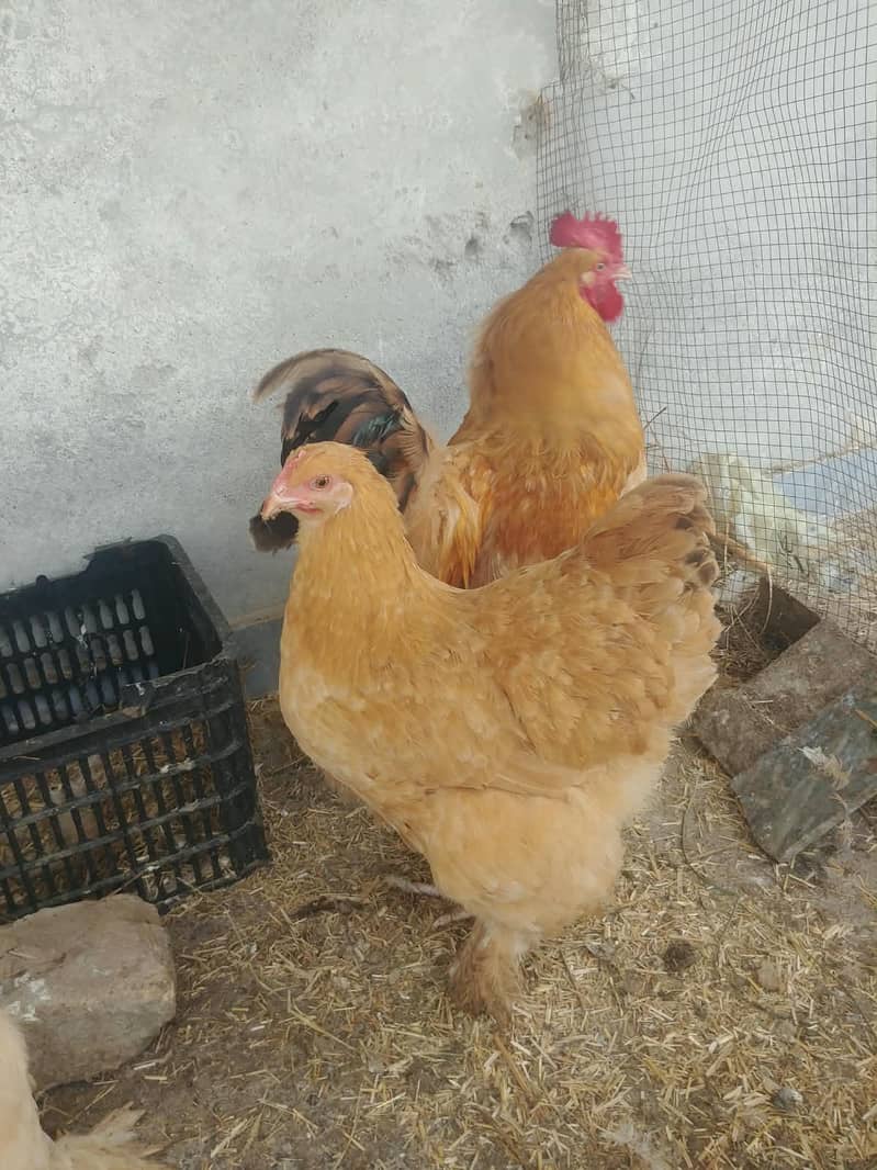 golden buff 0