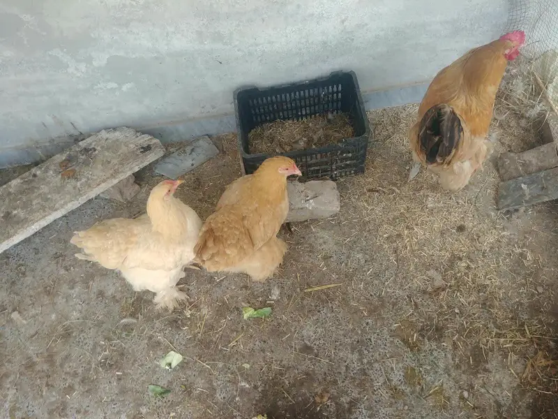 golden buff — photo 5