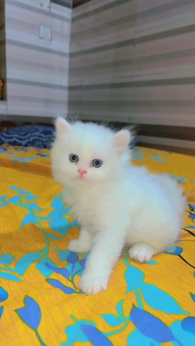 Persian kittens blue eyes Mail & FeMail For seal