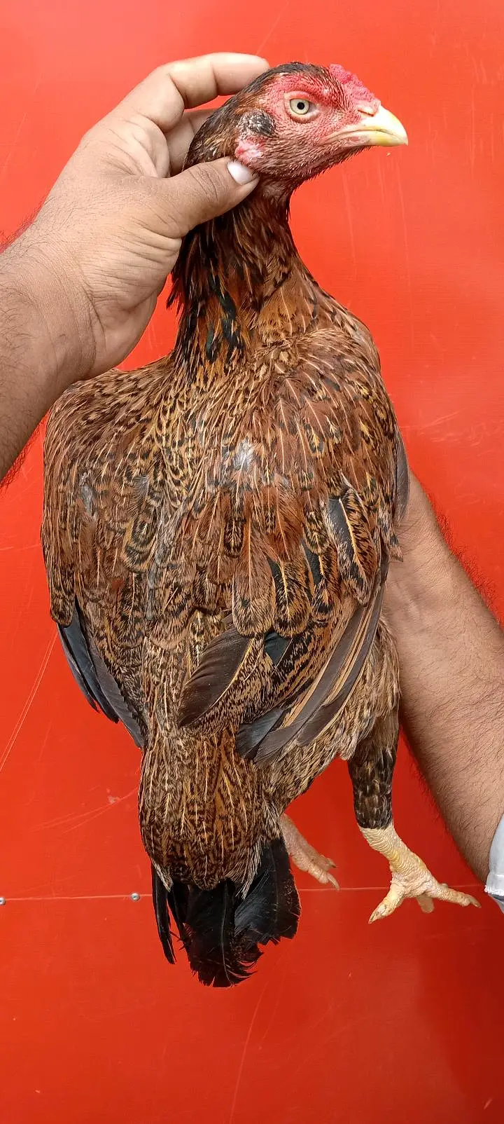 pelli double hadi madi — photo 2