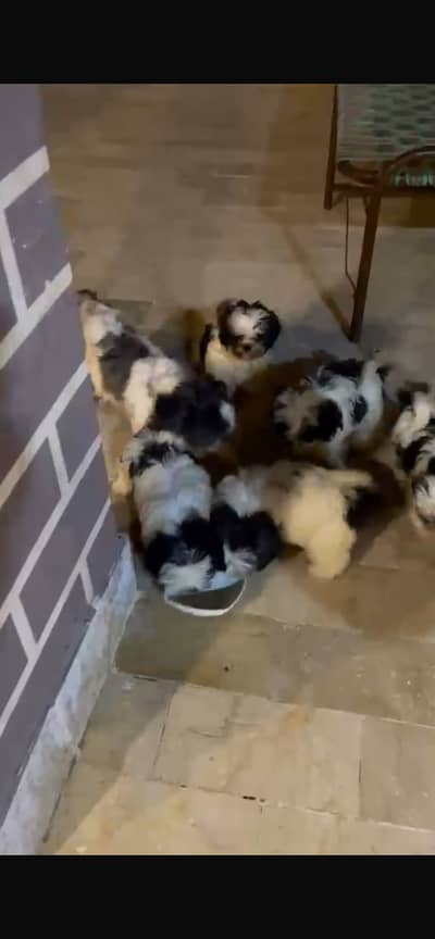 Show Quality Shitzu Puppies Looking for New Home