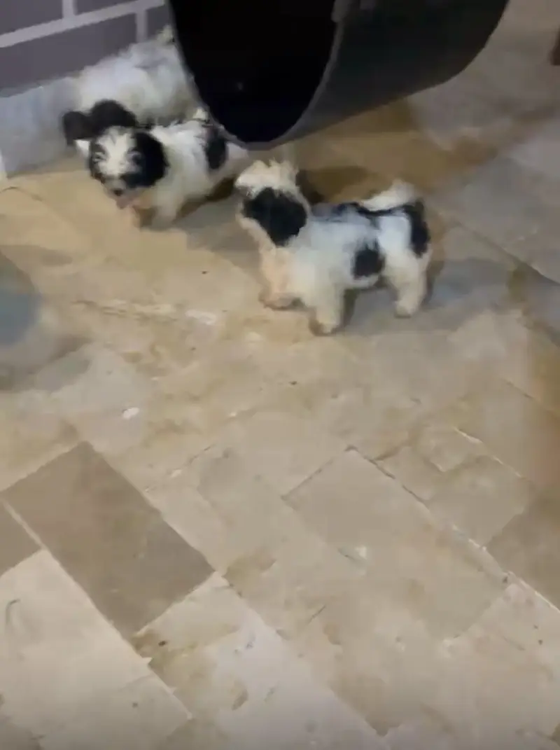 Show Quality Shitzu Puppies Looking for New Home — photo 2