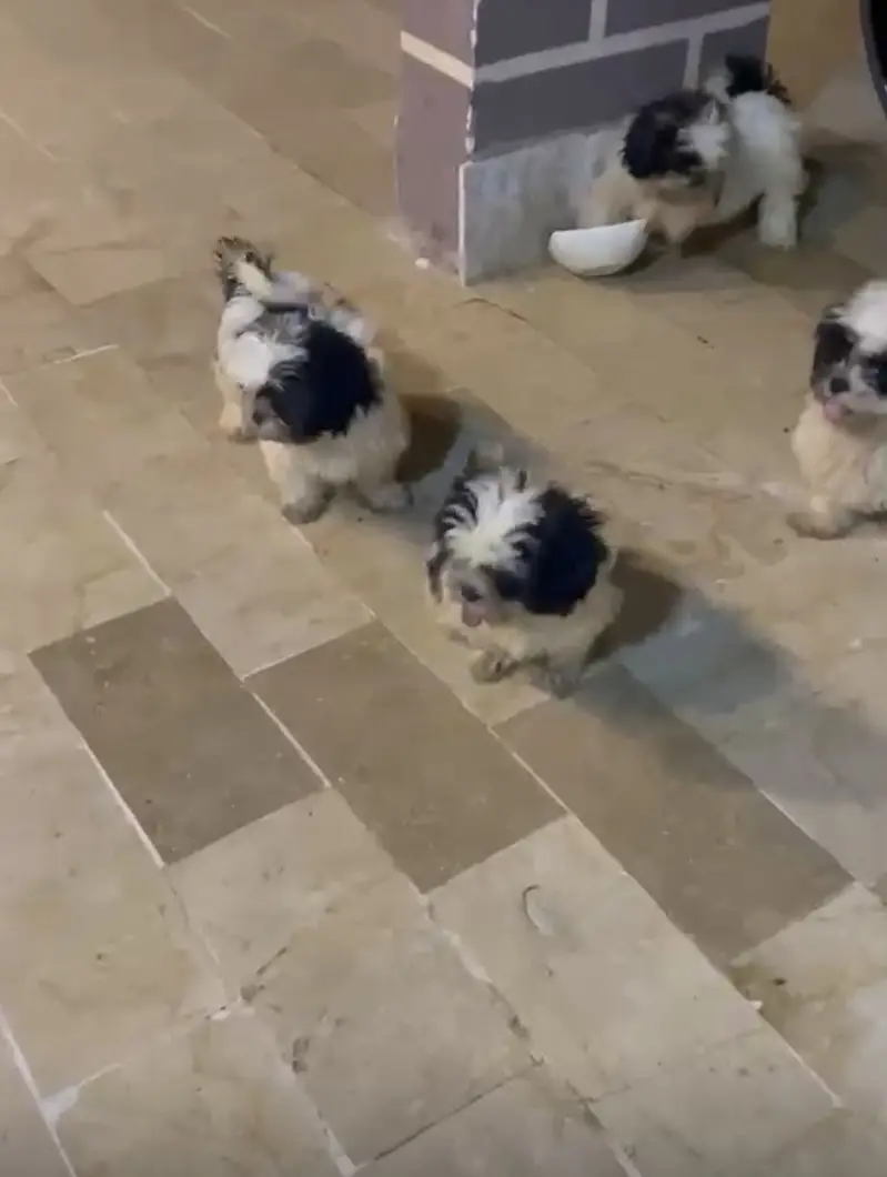Show Quality Shitzu Puppies Looking for New Home — photo 3