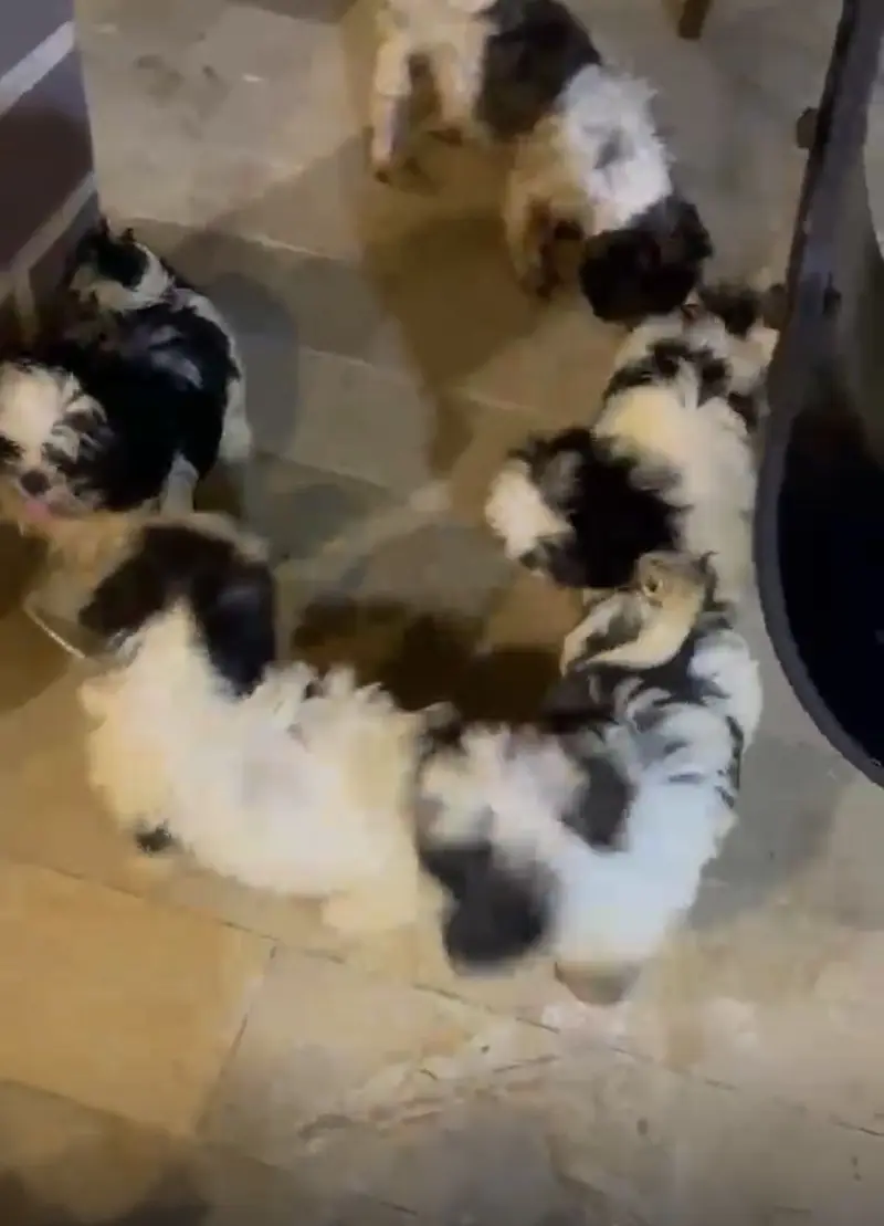 Show Quality Shitzu Puppies Looking for New Home — photo 4