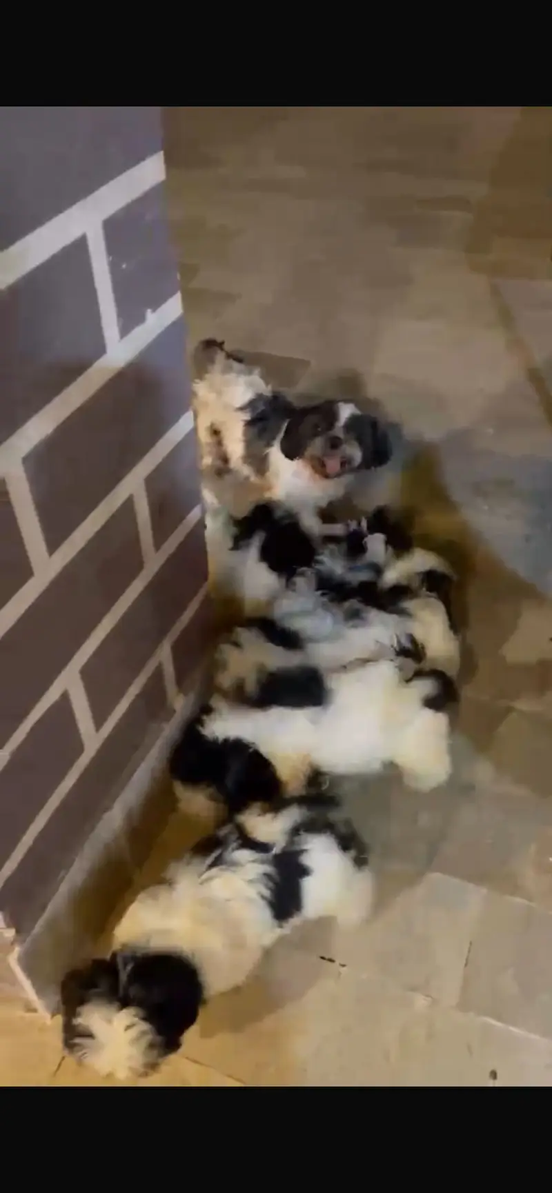 Show Quality Shitzu Puppies Looking for New Home — photo 5