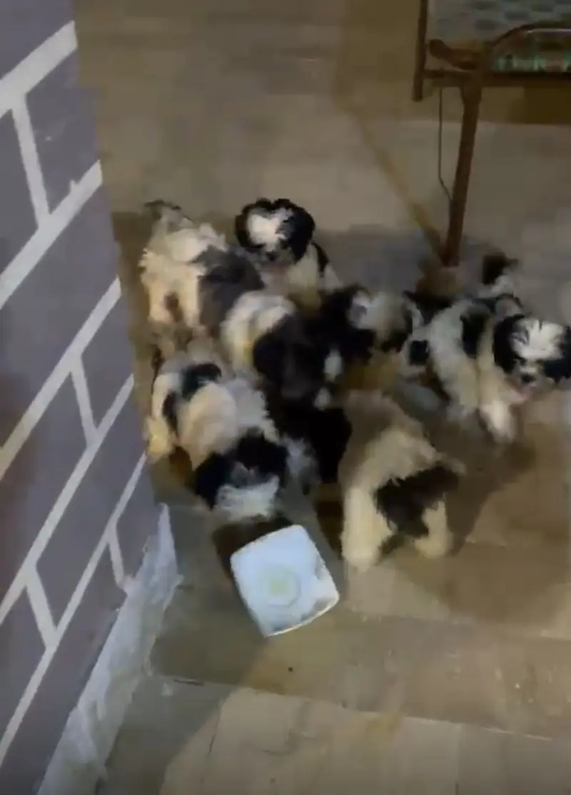 Show Quality Shitzu Puppies Looking for New Home — photo 6