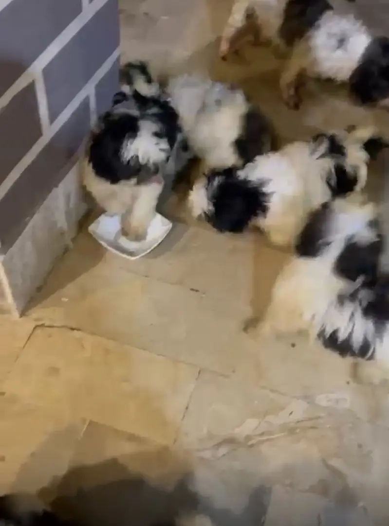 Show Quality Shitzu Puppies Looking for New Home — photo 7