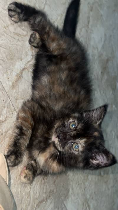 Brown kitten
