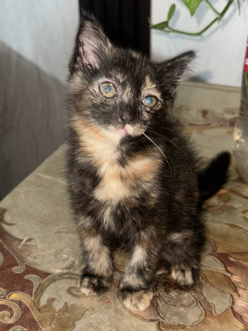 Brown kitten 1