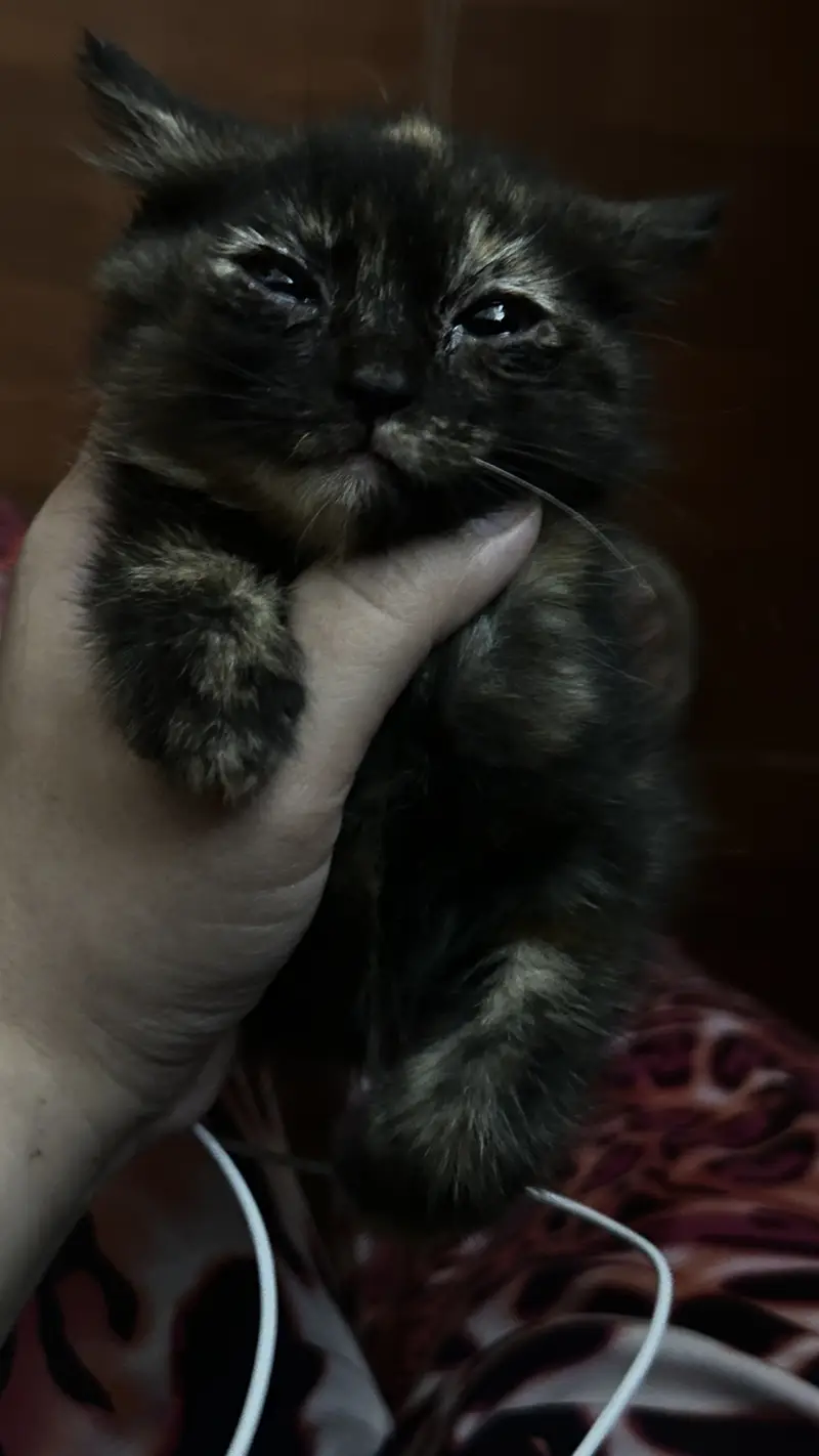 Brown kitten — photo 3