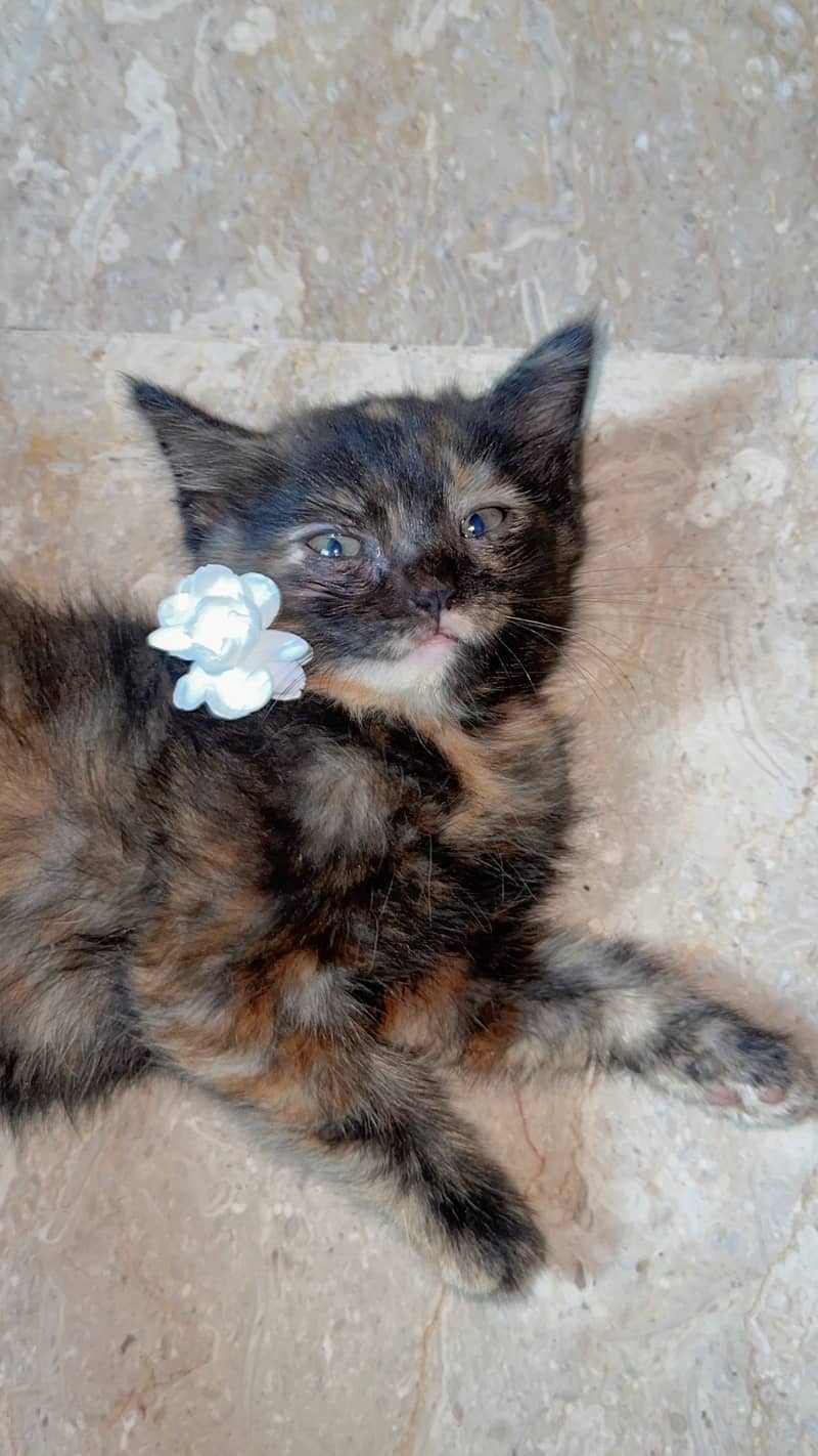 Brown kitten 3