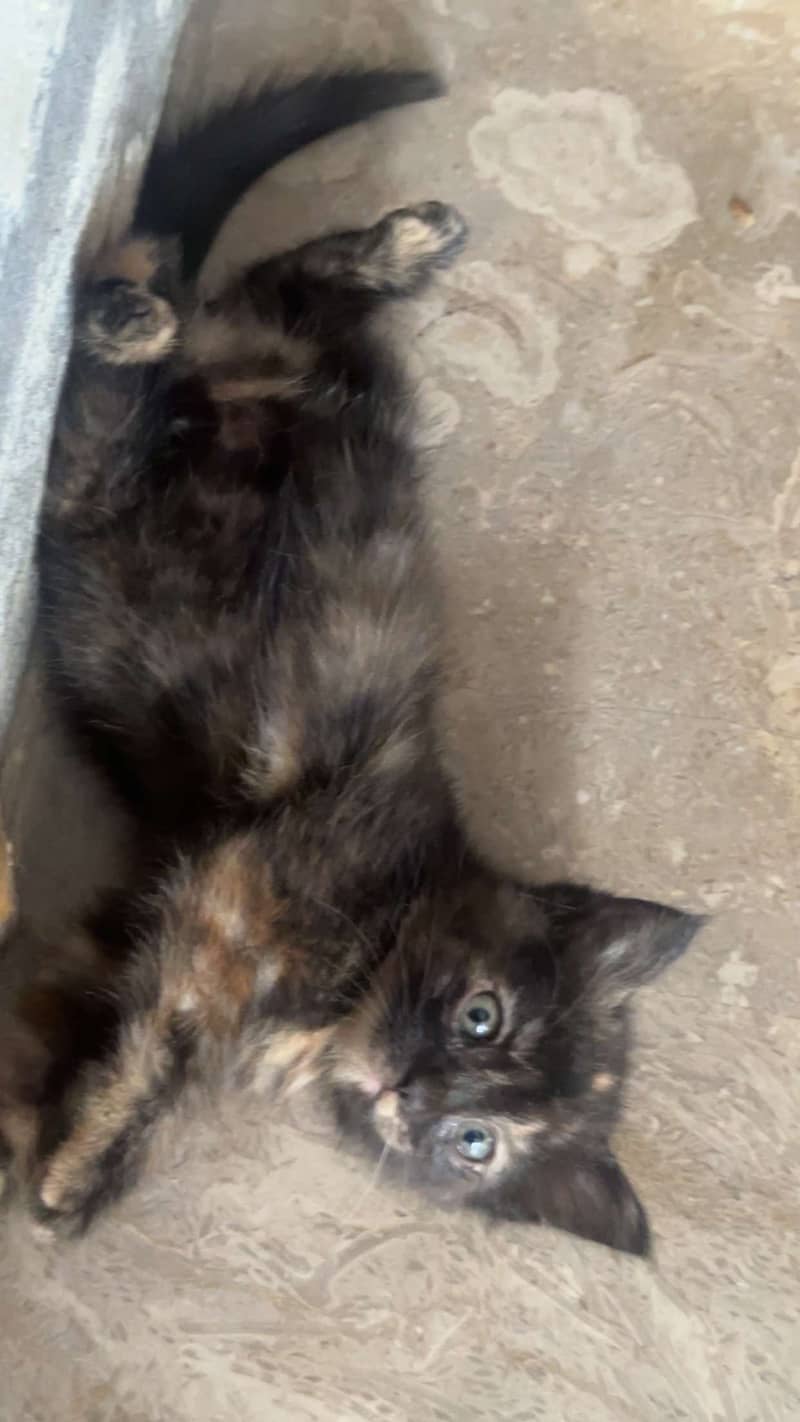 Brown kitten 4