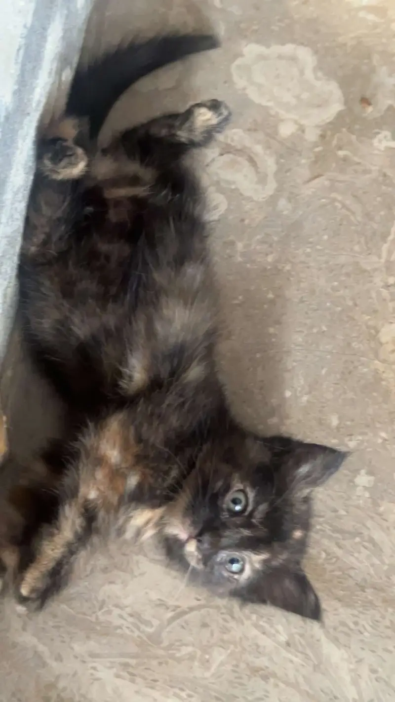 Brown kitten — photo 5