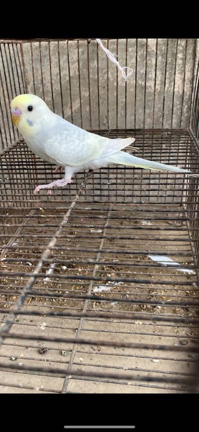 Rainbow budgies patha male