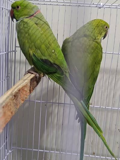 ring neck breeding pair 100 person 2 dafa breeding kri hai