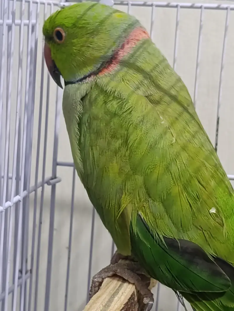 ring neck breeding pair 100 person 2 dafa breeding kri hai — photo 2