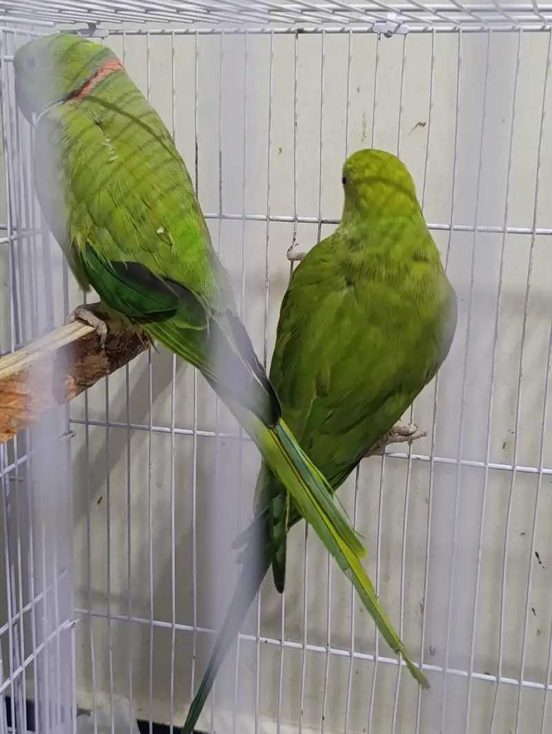 ring neck breeding pair 100 person 2 dafa breeding kri hai — photo 3