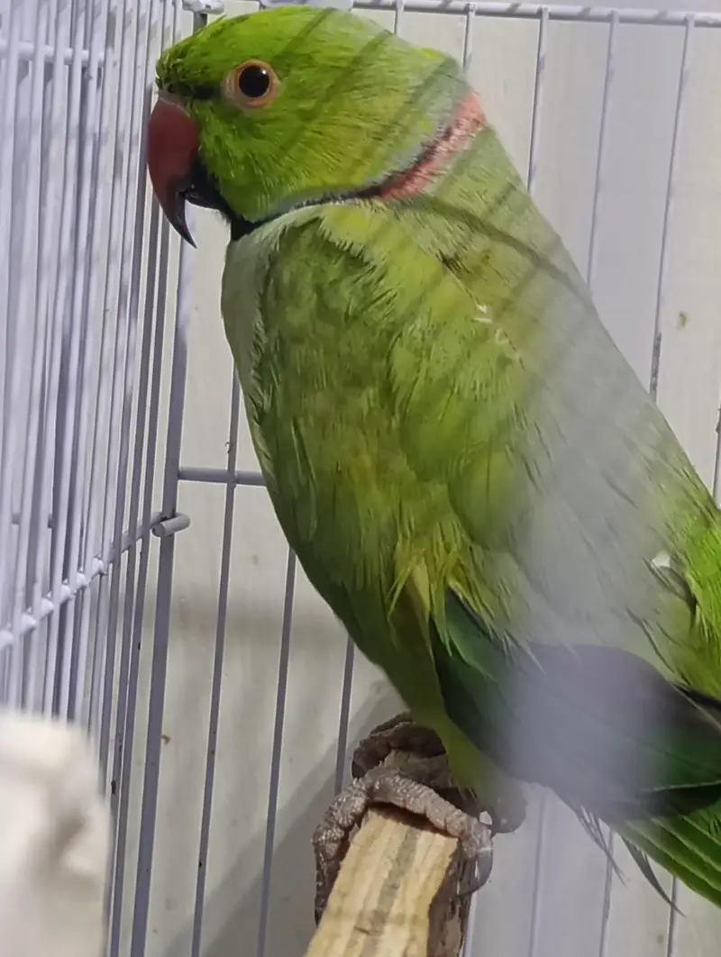 ring neck breeding pair 100 person 2 dafa breeding kri hai — photo 4