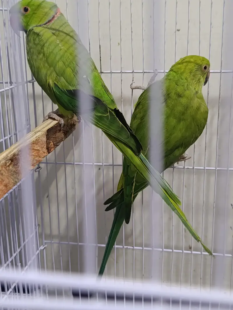 ring neck breeding pair 100 person 2 dafa breeding kri hai — photo 5