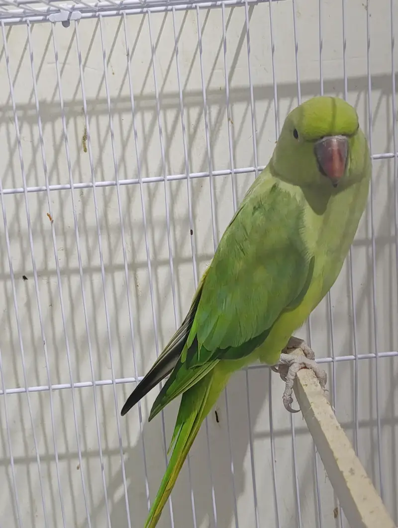 ring neck breeding pair 100 person 2 dafa breeding kri hai — photo 6