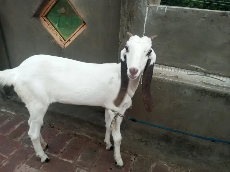 Male Female Goats for sale — photo 2