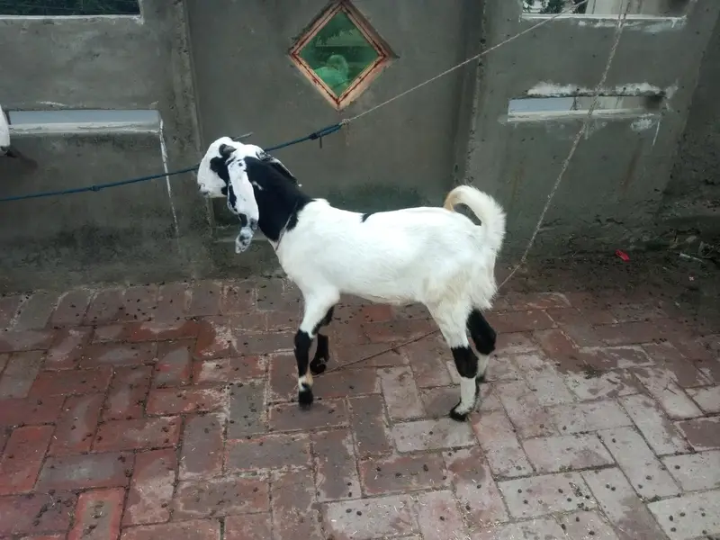 Male Female Goats for sale — photo 3