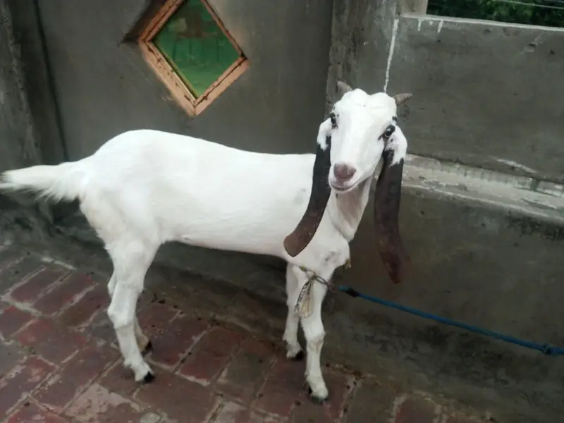 Male Female Goats for sale — photo 4