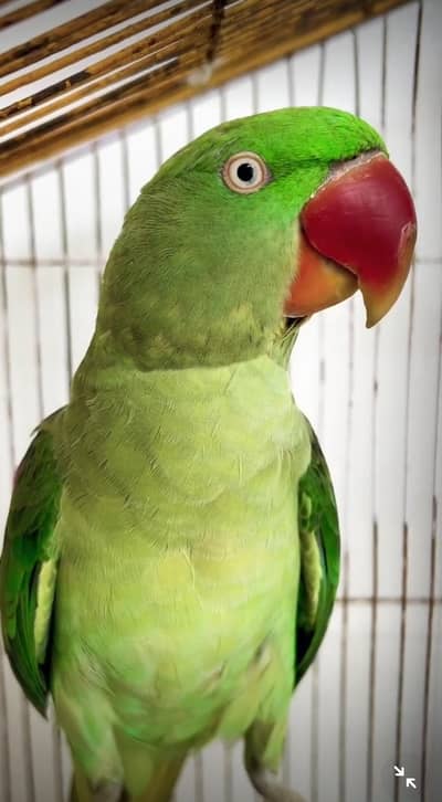 breeder female