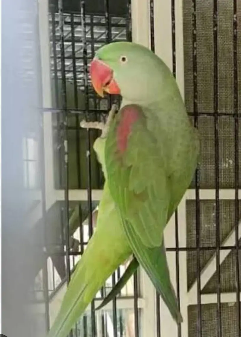 breeder female — photo 2