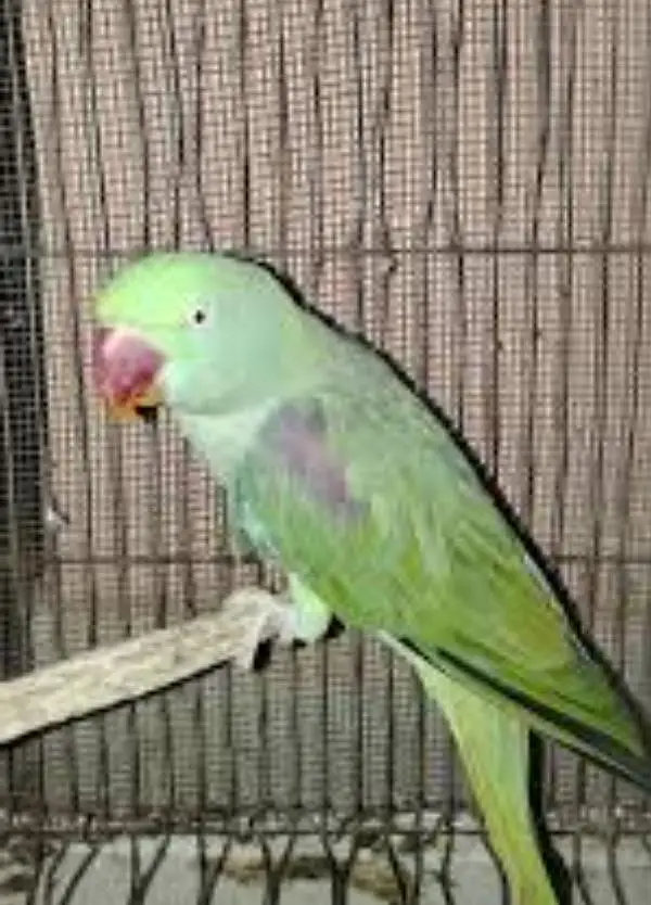 breeder female — photo 3