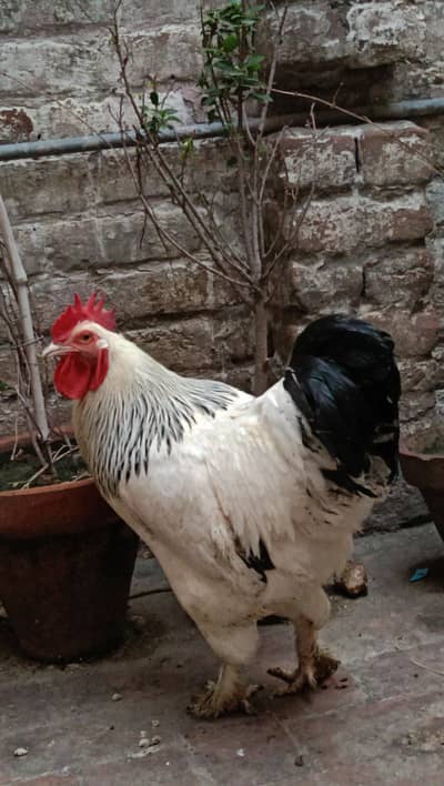 light brahma