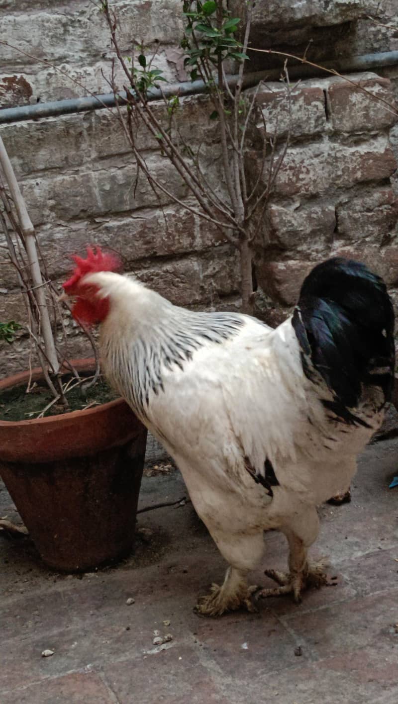 light brahma 1